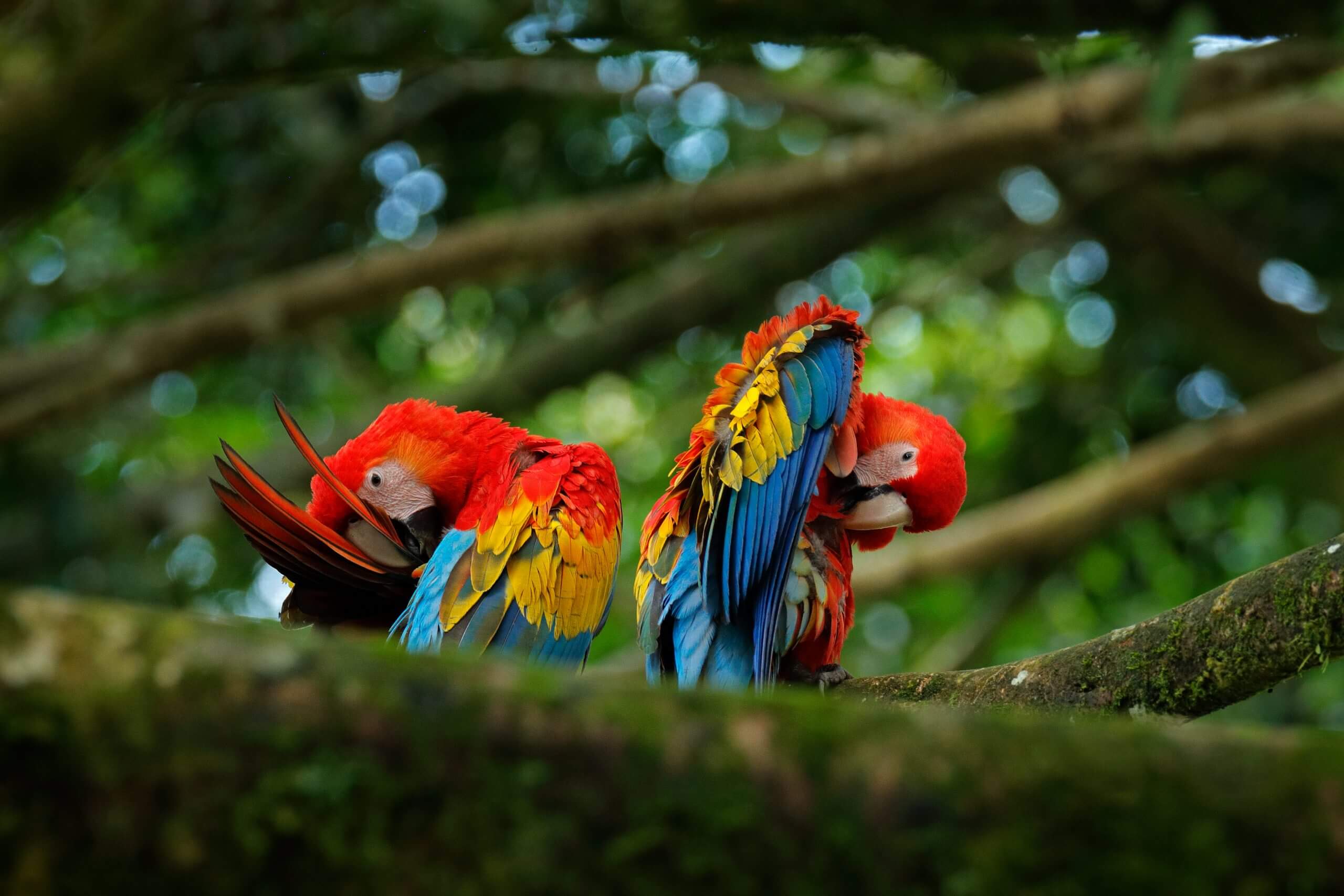 Bird love. Pair of big parrots Scarlet Macaw, Ara macao, in forest habitat. Two red birds sitting on branch, Brazil. Wildlife love scene from tropical forest nature.