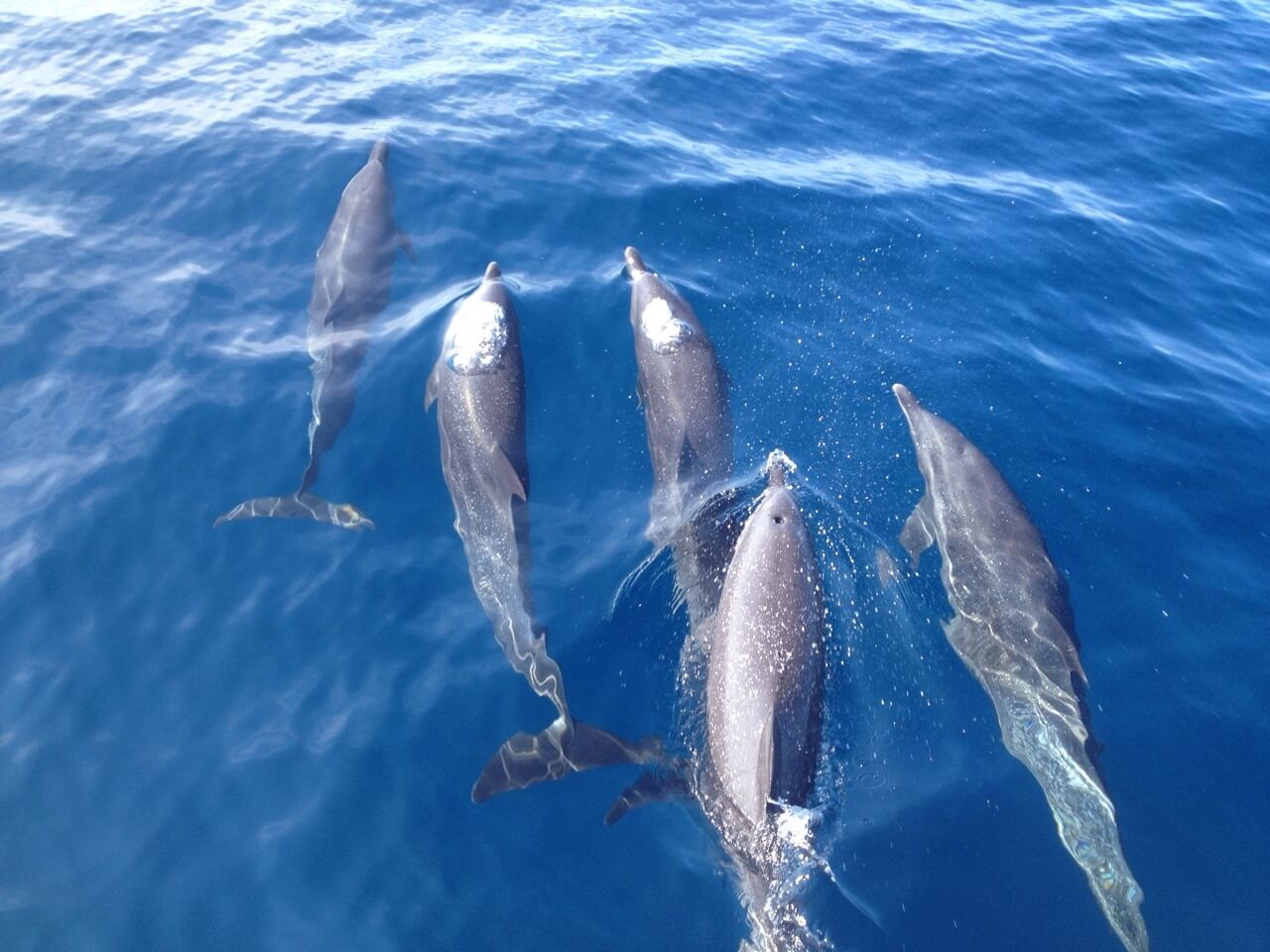 Dolphins swimming at the sea