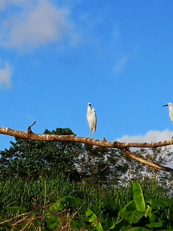birds at rio Ora