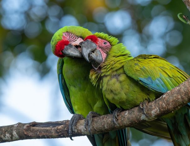 Wild Macaw Reserve