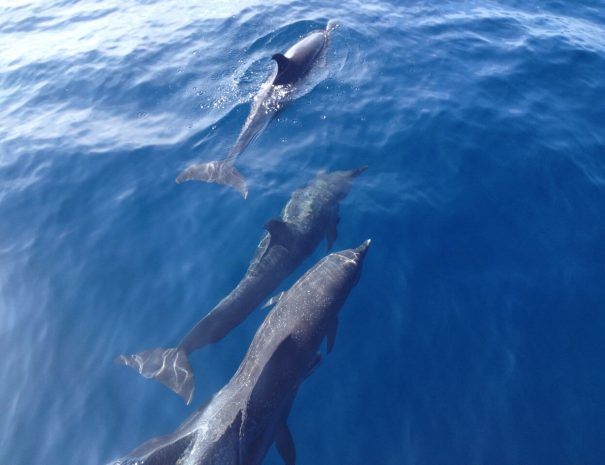 Dolphins at the sea