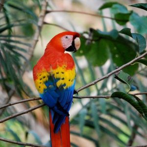Wild Macaw Reserve