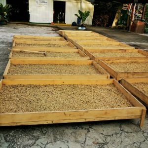 Diriá Coffee Tour photo 3