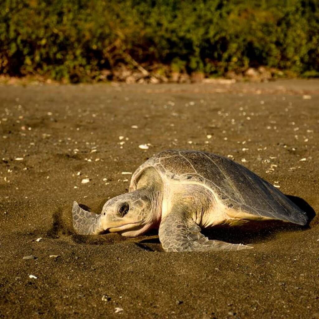 Turtle Nesting Tour in Ostional photo 3