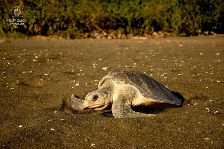 Turtle Nesting Tour in Corozalito