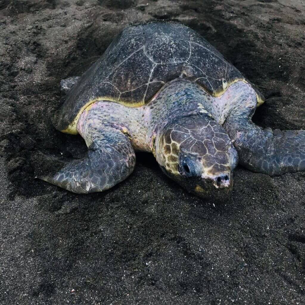 Turtle Nesting Tour in Ostional photo 4