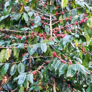 Diriá Coffee Tour photo 1