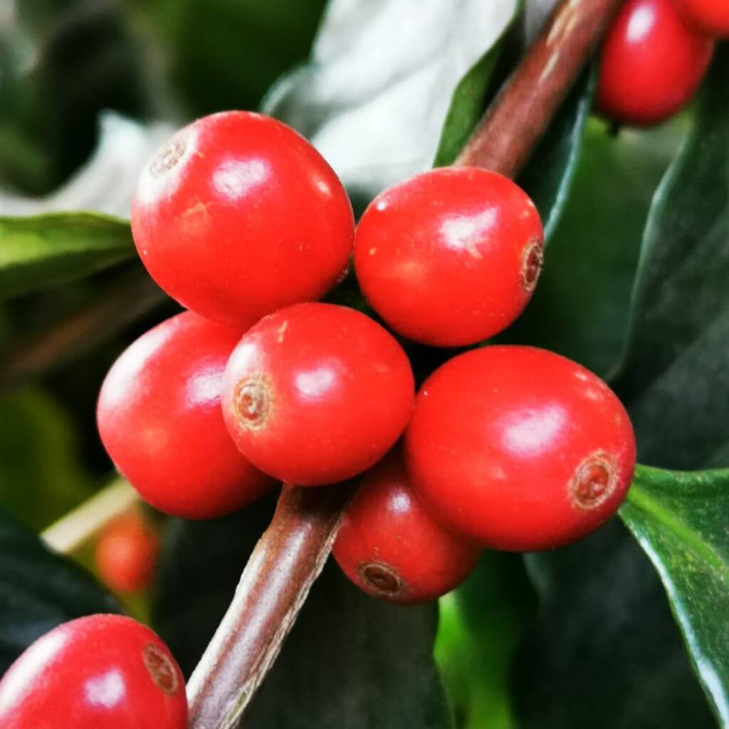 Diriá Coffee Tour