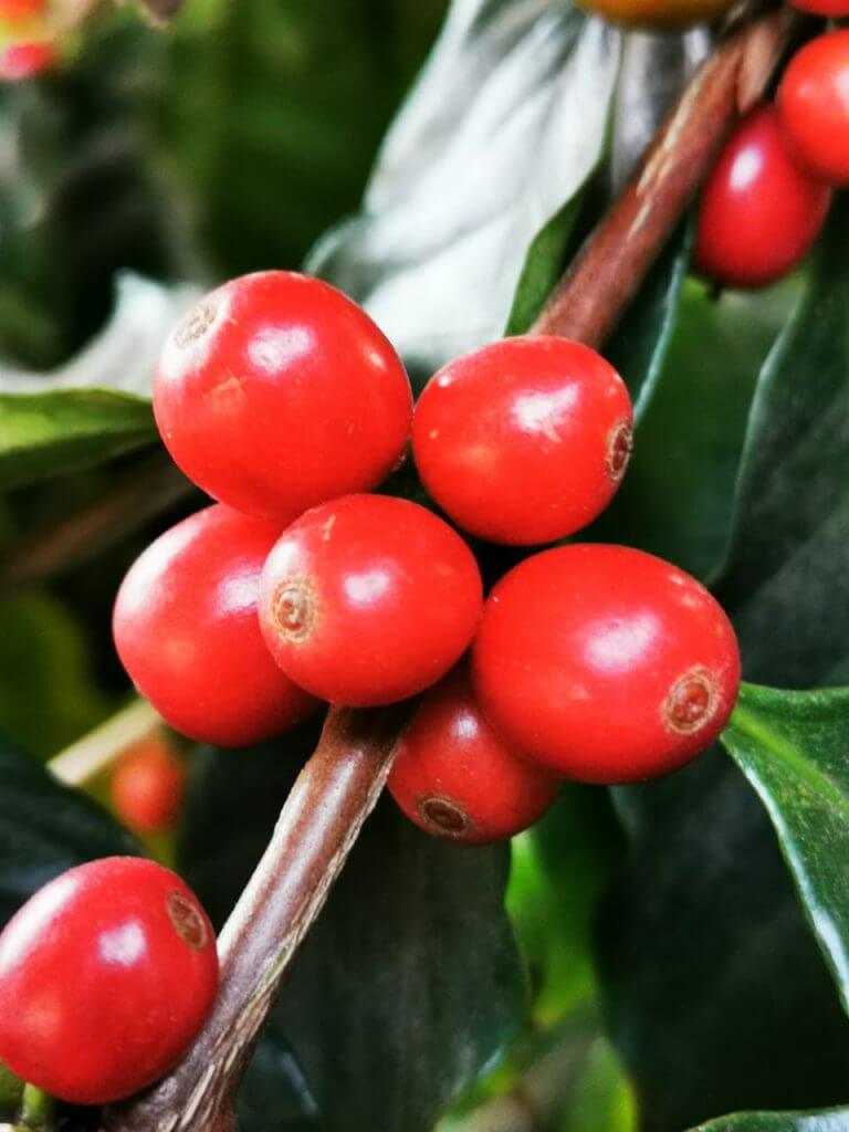 Diriá Coffee Tour