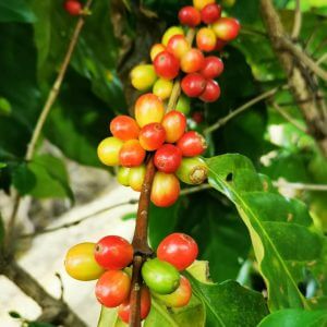 Diriá Coffee Tour photo 2