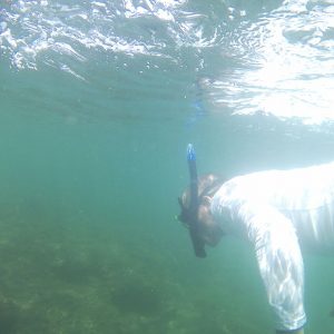Stand Up Paddle Board To Chora Island photo 2