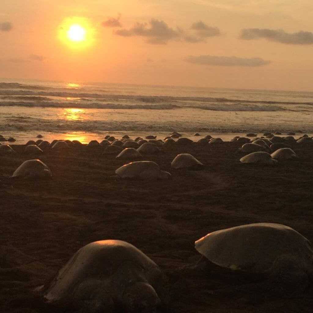 Turtle Nesting Tour in Ostional photo 2