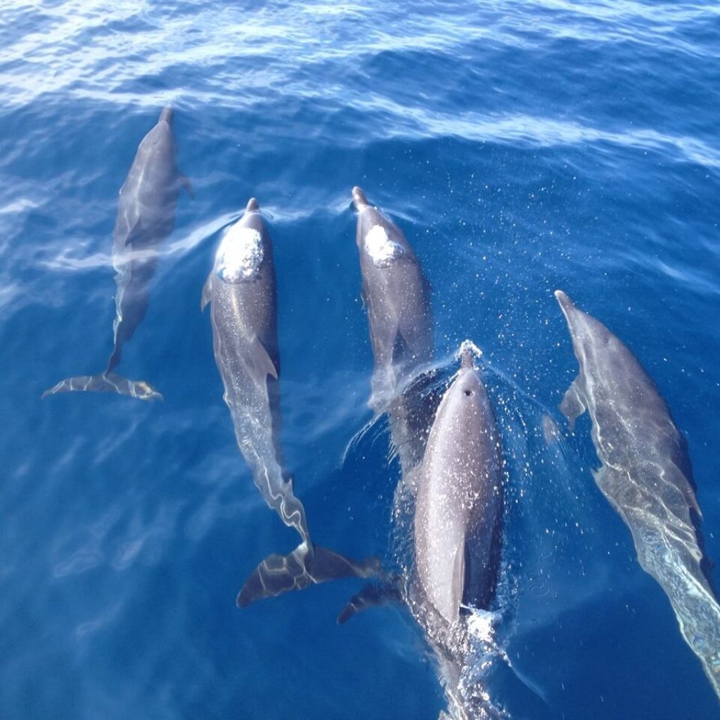 Dolphin Watching Tour photo 3