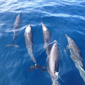 Dolphin Watching Tour photo 3