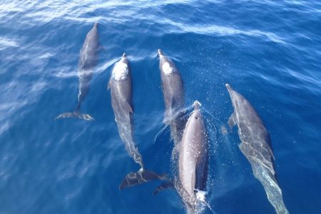 Dolphin And Snorkeling Tour Catamaran