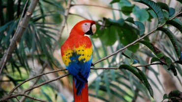 MACAW RECOVERY NETWORK