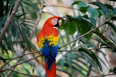 MACAW RECOVERY NETWORK