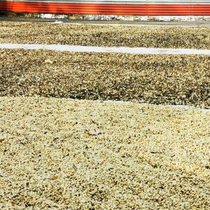 Diriá Coffee Tour photo 8