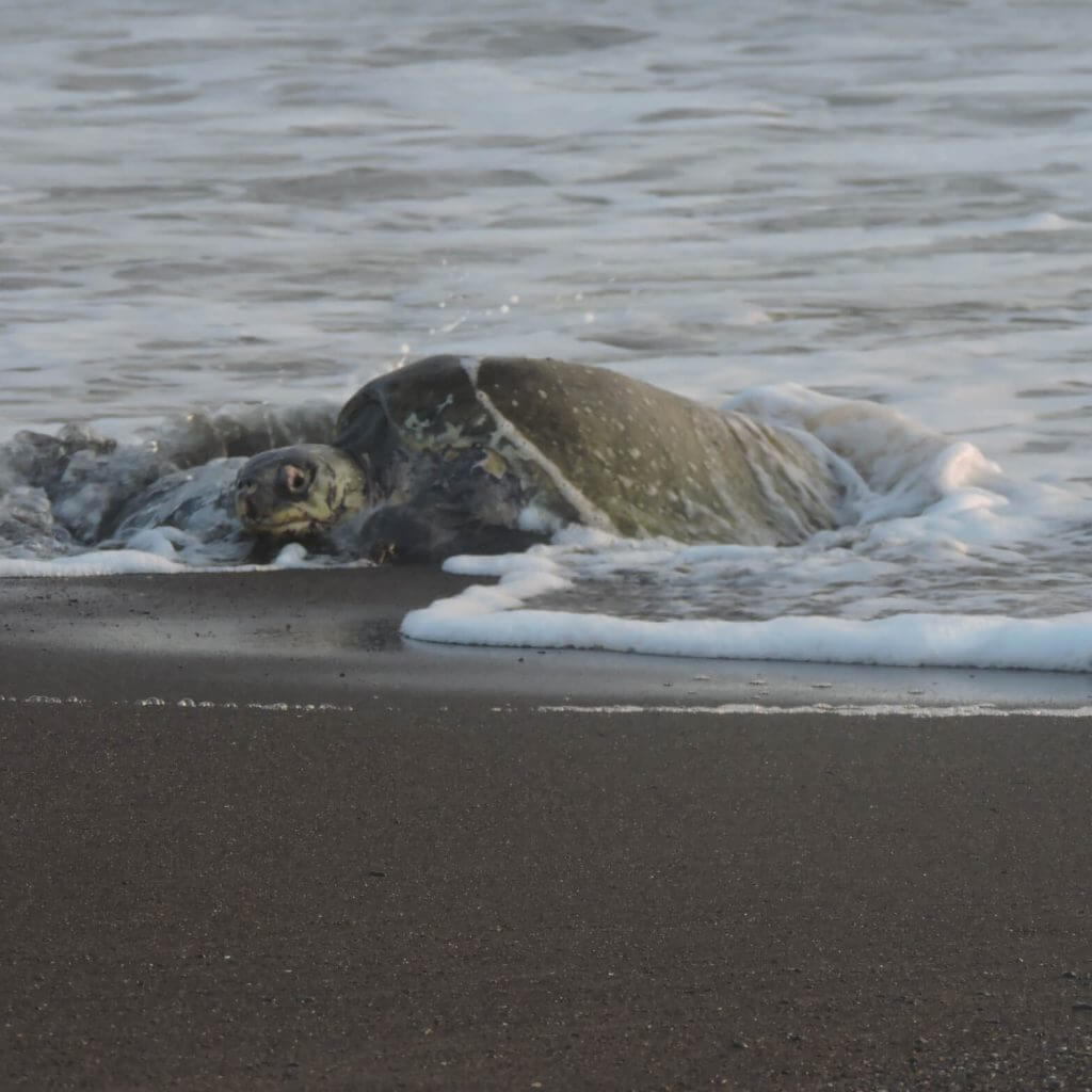 Turtle Nesting Tour in Ostional photo 5