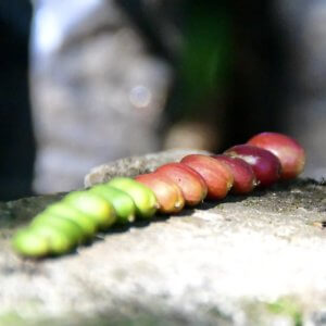 Diriá Coffee Tour photo 6
