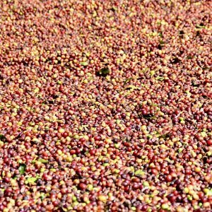 Diriá Coffee Tour Costa Rica — fresh coffee cherries at the farm near Sámara