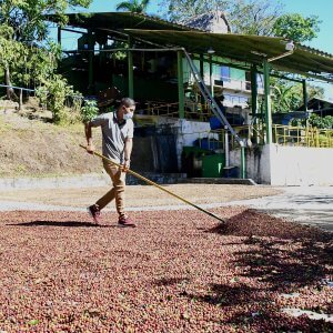 Diriá Coffee Tour photo 4