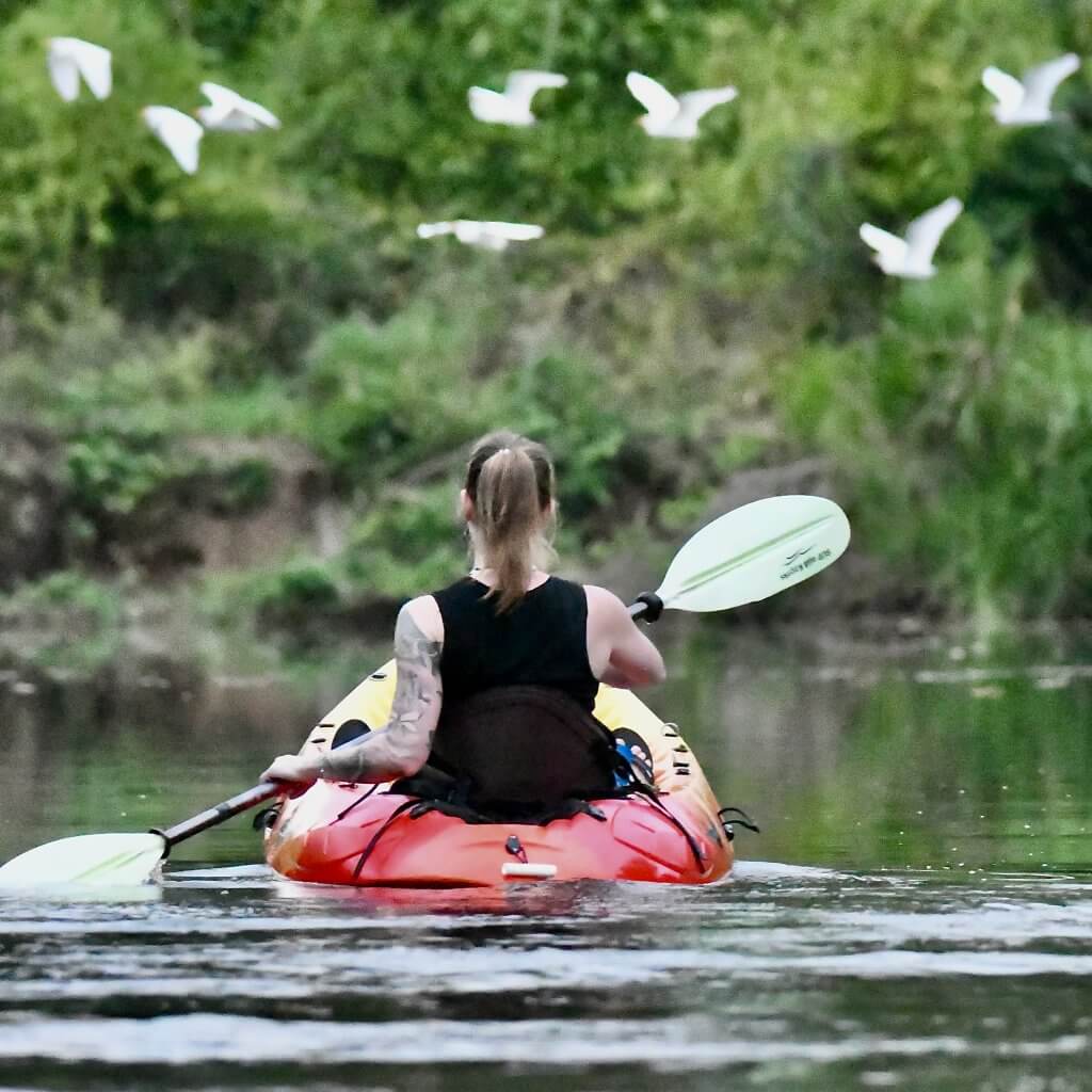 Mangrove Kayak photo 1