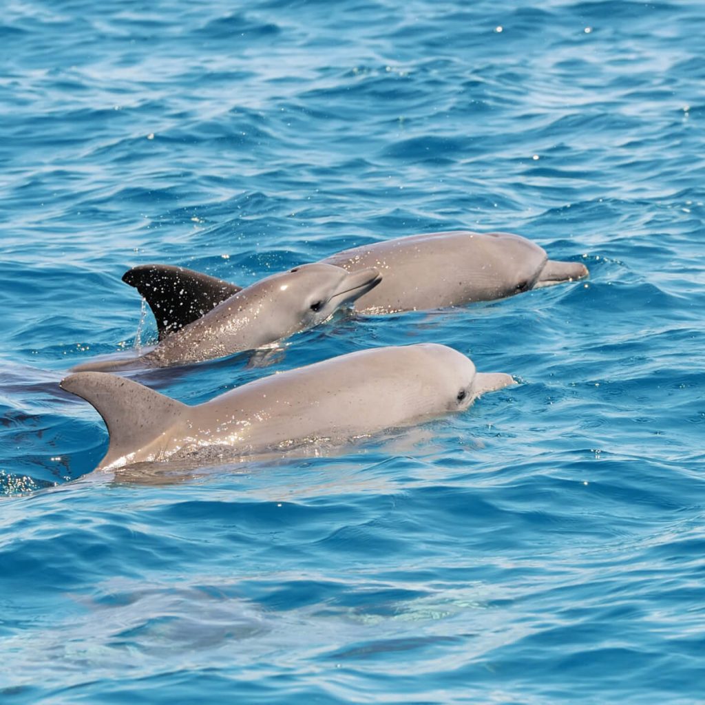 Dolphin Watching Tour
