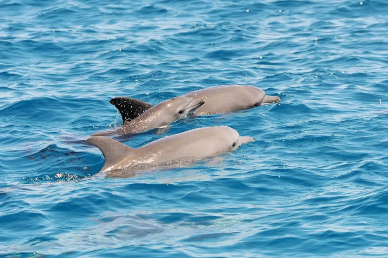 Dolphin Watching Tour