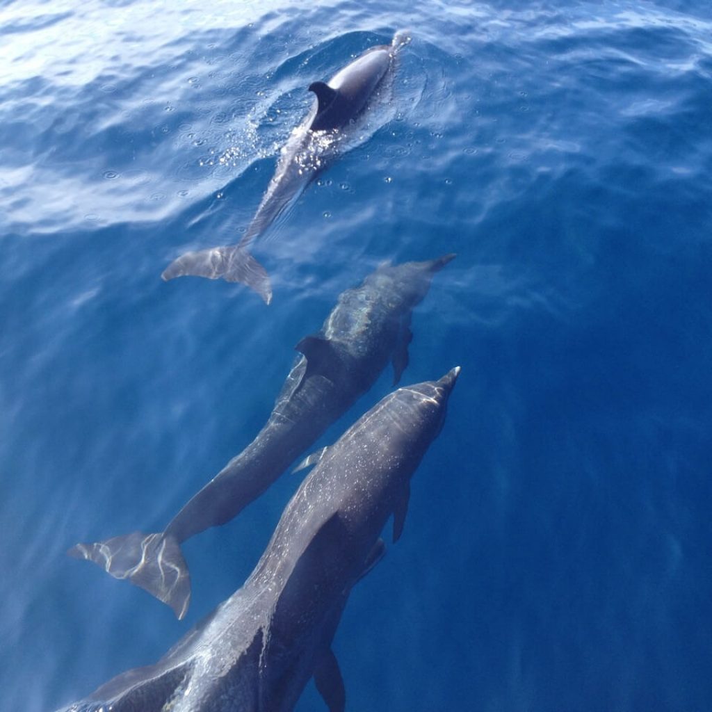 Dolphin Watching Tour photo 1