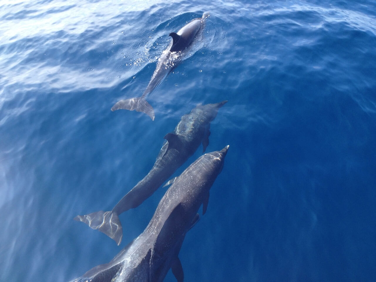 Dolphin And Snorkeling Tour