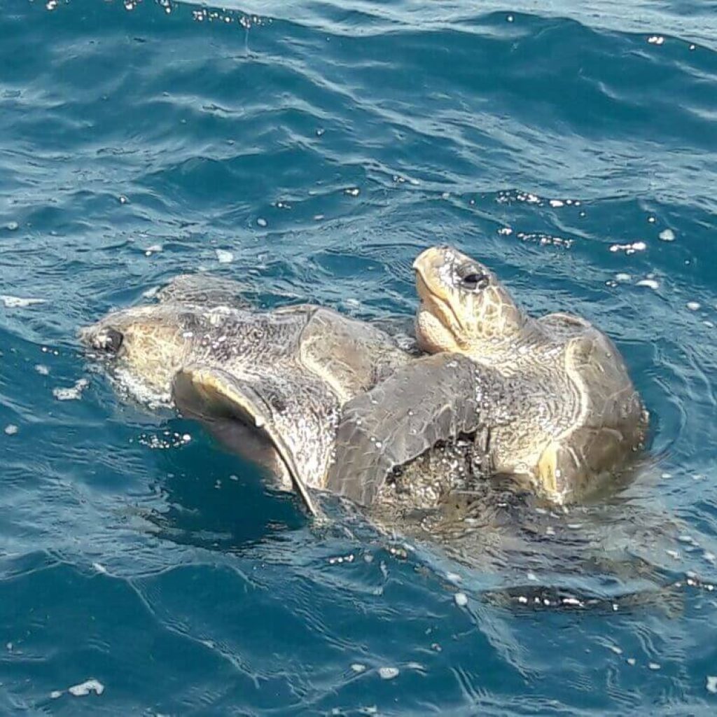 Dolphin Watching Tour photo 6