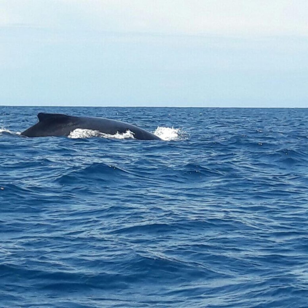 Dolphin Watching Tour photo 2