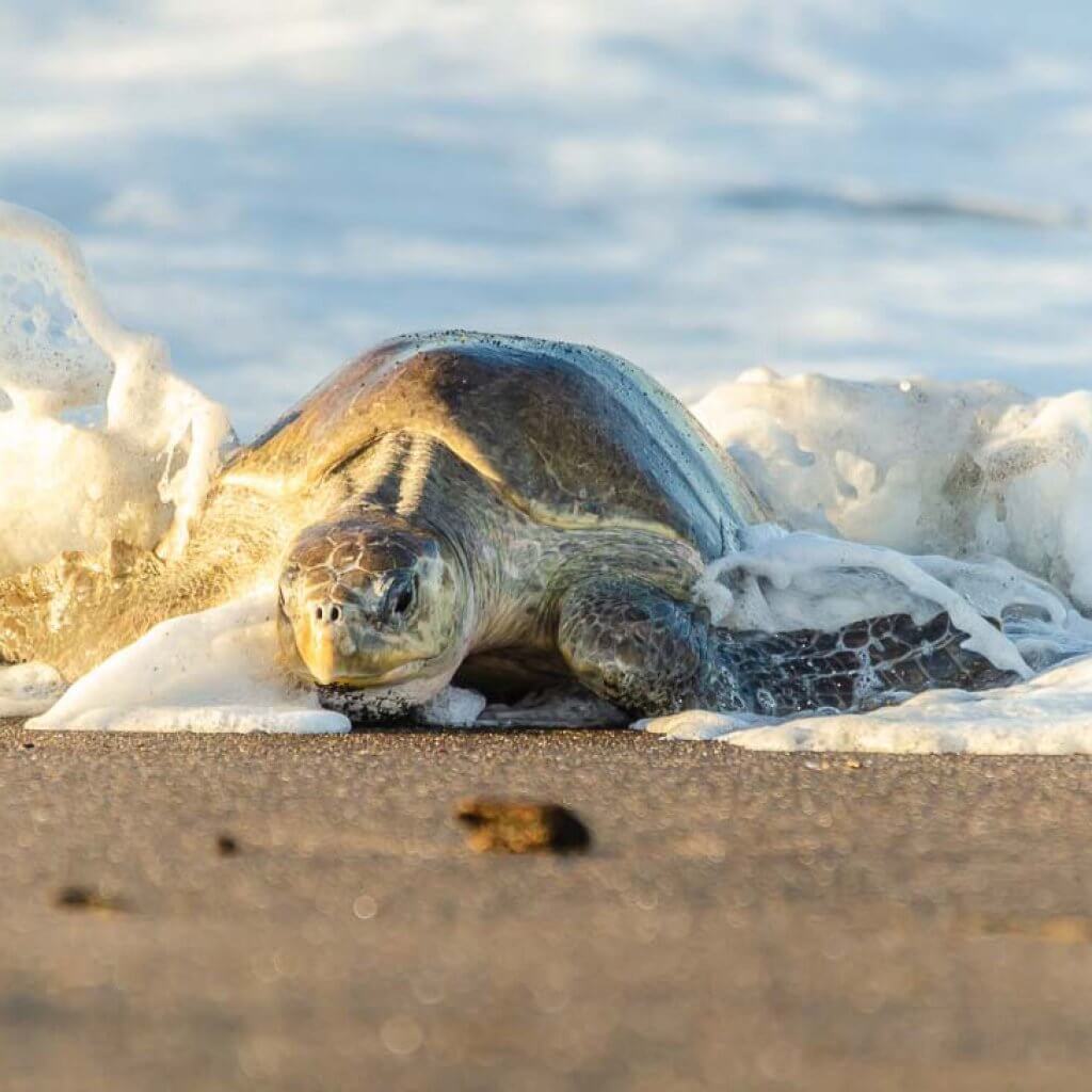 Turtle Nesting Tour in Ostional photo 1