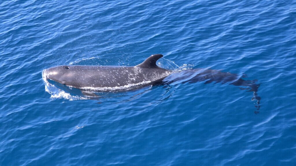 Dolphin & Snorkeling Catamaran Tour photo 1
