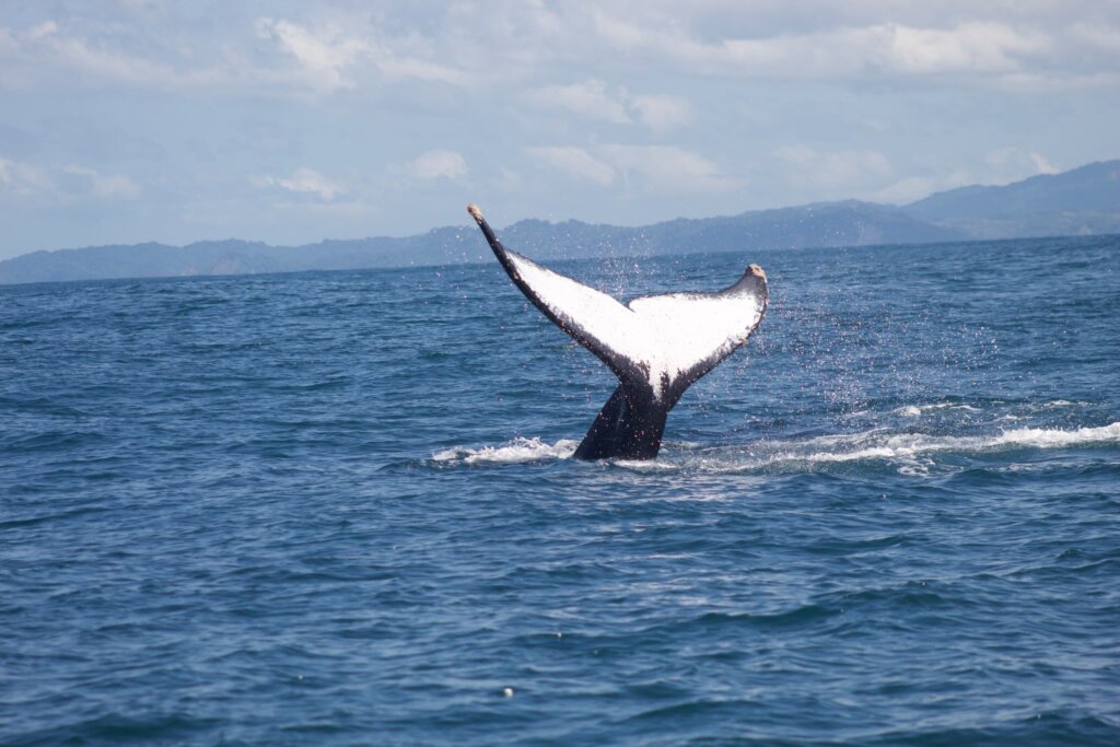 Dolphin & Snorkeling Catamaran Tour photo 12