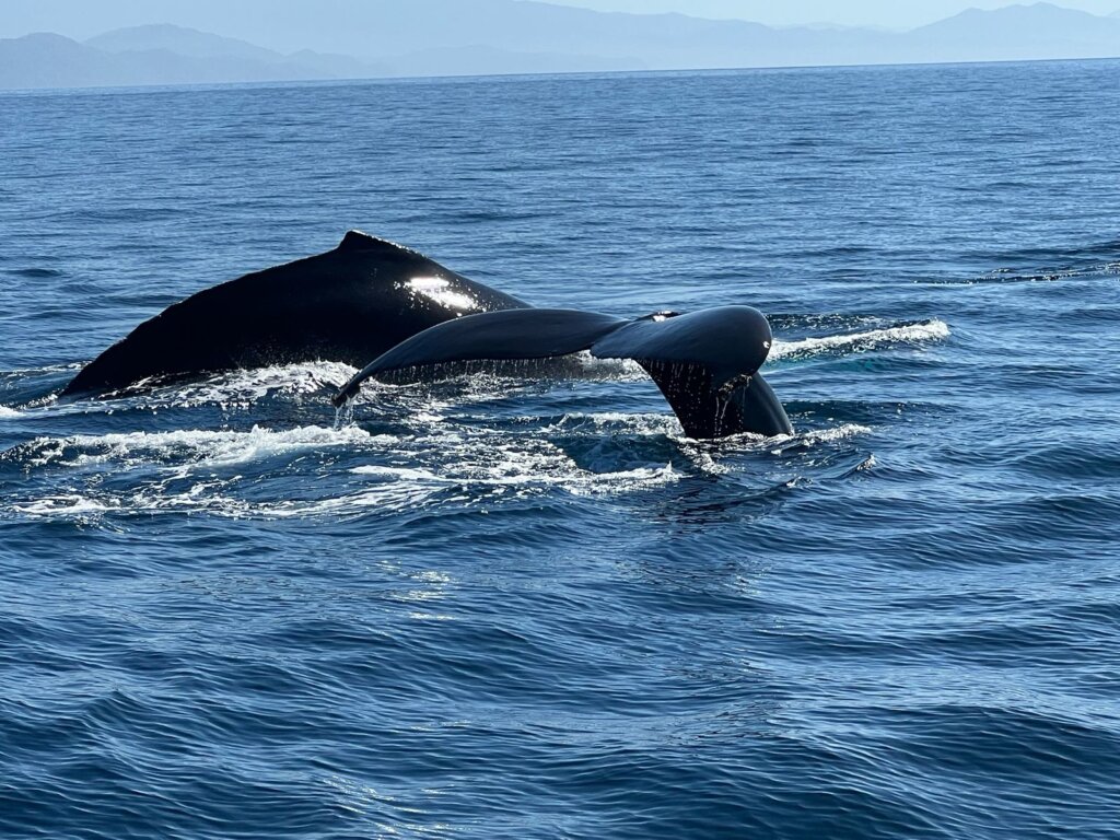 Dolphin & Snorkeling Catamaran Tour photo 11