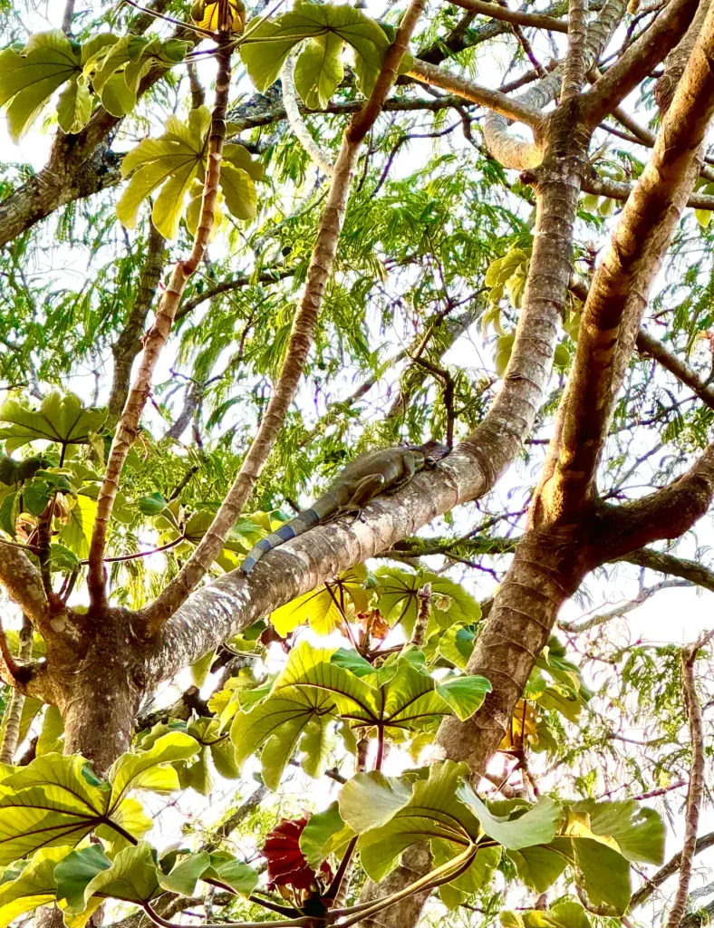 Finca Lucky: Casa Guanacaste — 16