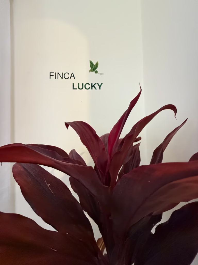 Finca Lucky: Casa Luna — 21
