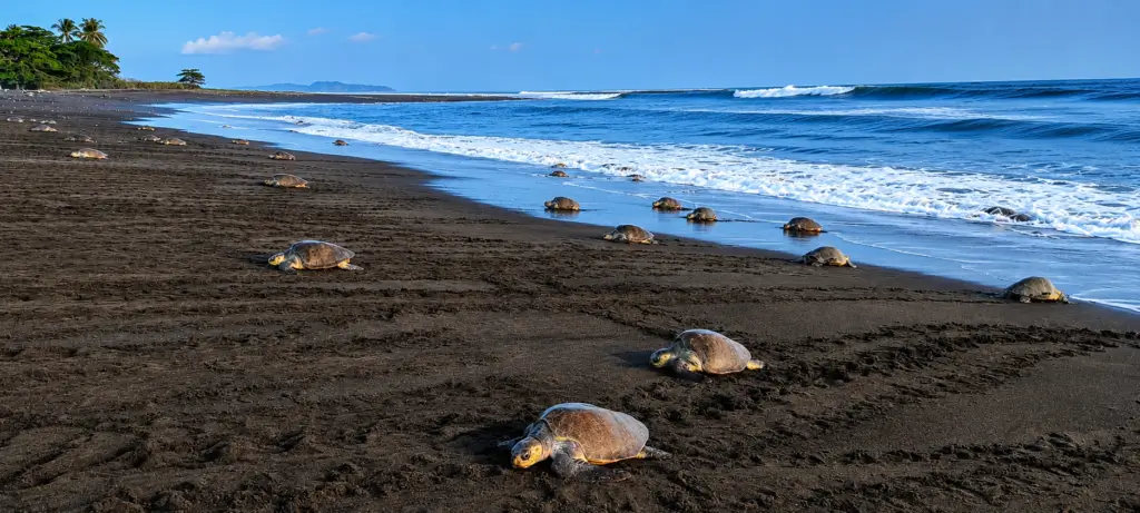Turtle Nesting Tour in Ostional