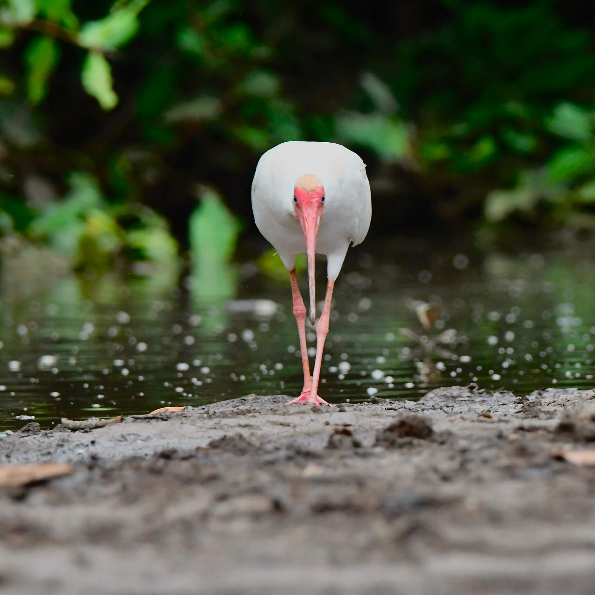 Bird fishing along a river in Guanacaste, Costa Rica