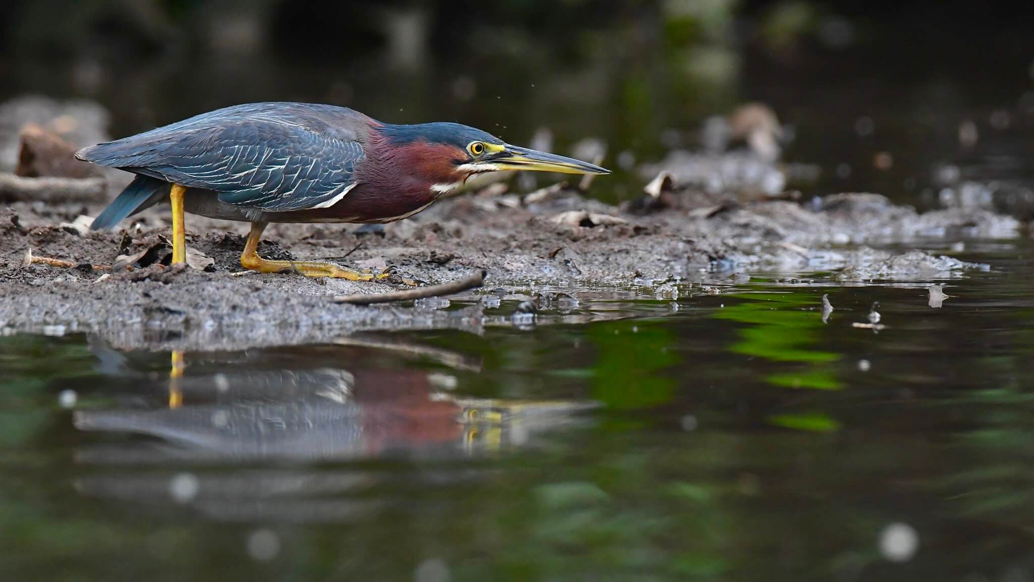 Bird wading in a lake near S&aacute;mara, Costa Rica