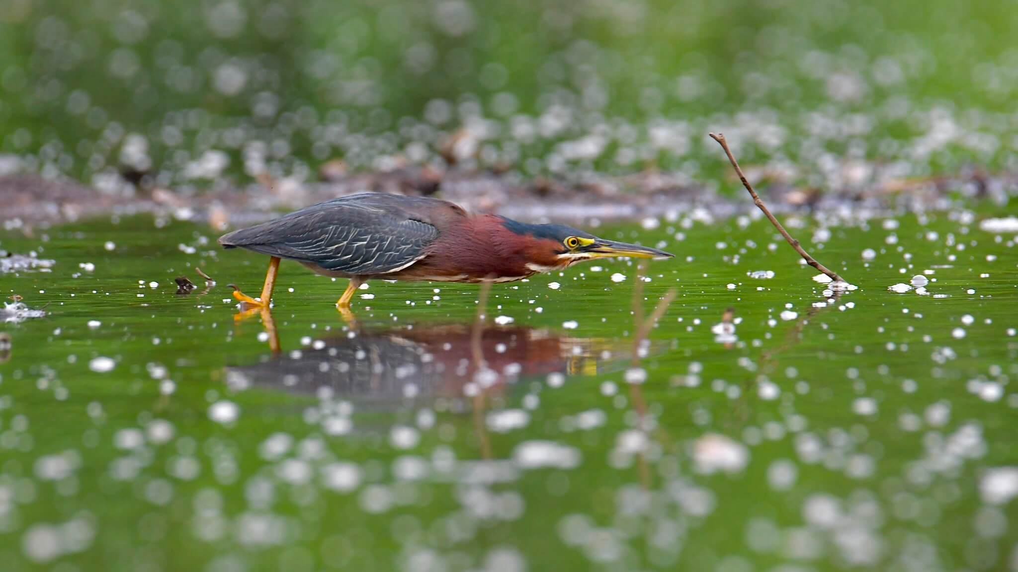 Bird wading in a lake near S&aacute;mara, Costa Rica