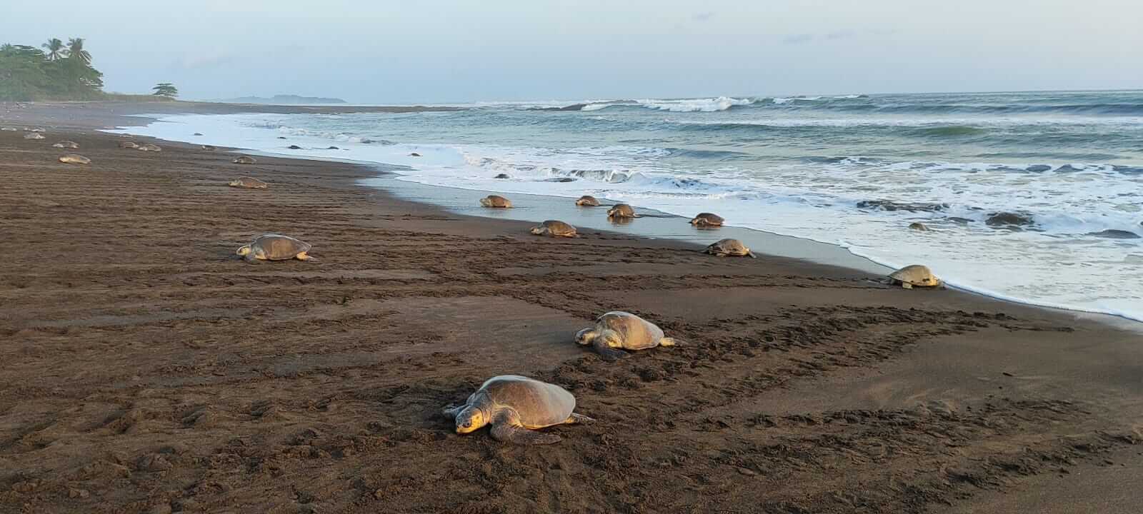Olive ridley sea turtles nesting on Ostional beach, Costa Rica