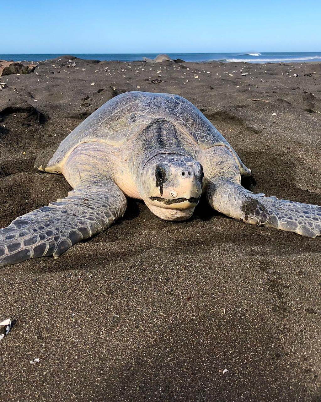 Olive ridley sea turtles nesting on Ostional beach, Costa Rica