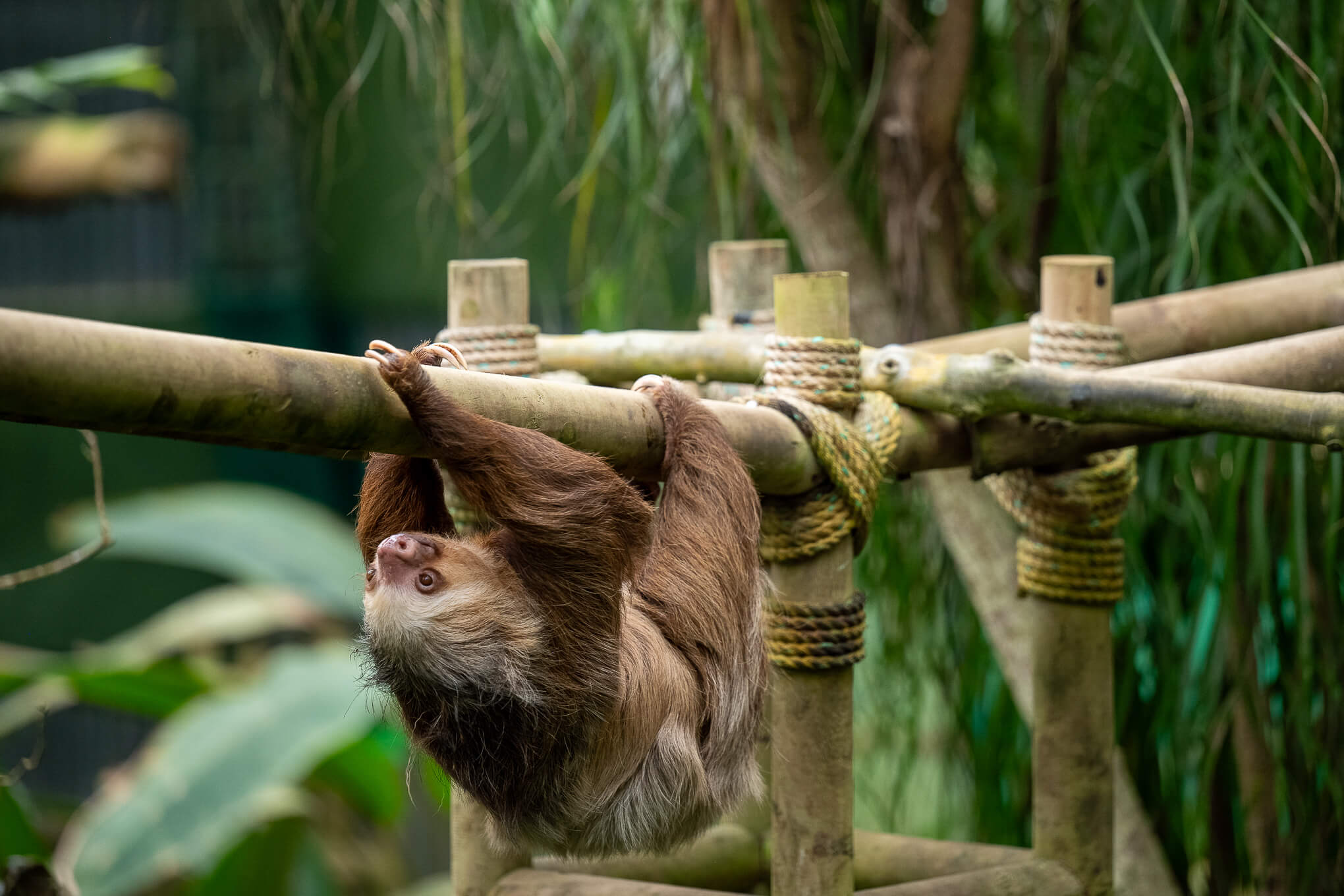 Sloth resting in a tree in Guanacaste, Costa Rica