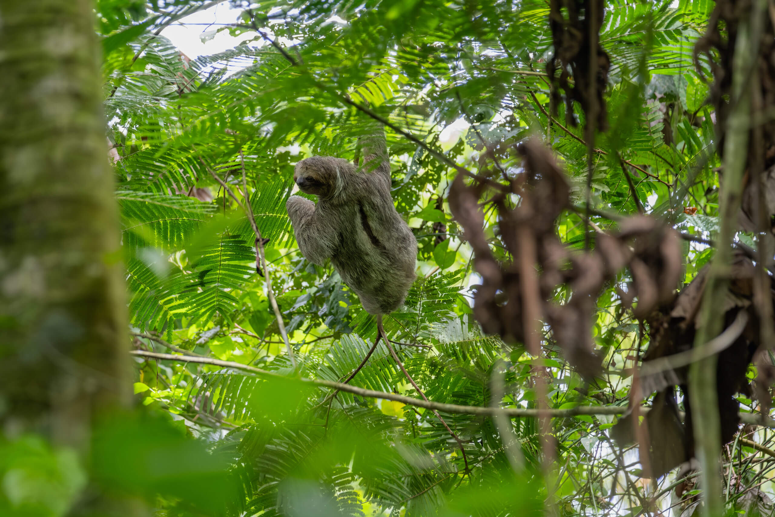Sloth resting in a tree in Guanacaste, Costa Rica